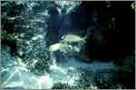 Lang Tengah corals & fishes