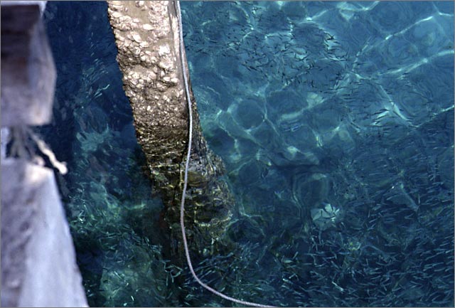 Fishes at the jetty